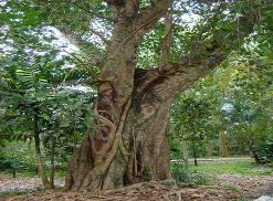 அரசமரம்