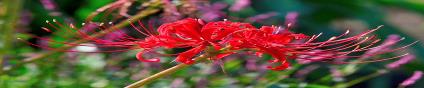Hanakotoba: The Secret Meanings Behind 9 Flowers in Japan